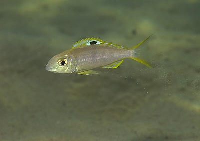 Ectodus descampsii 'Kalambo Lodge'